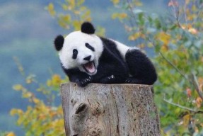 熊猫娱乐吃瓜酱,揭秘娱乐圈幕后故事