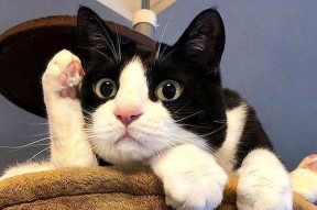 娱乐吃瓜酱奶牛猫,揭秘娱乐圈的萌宠生活